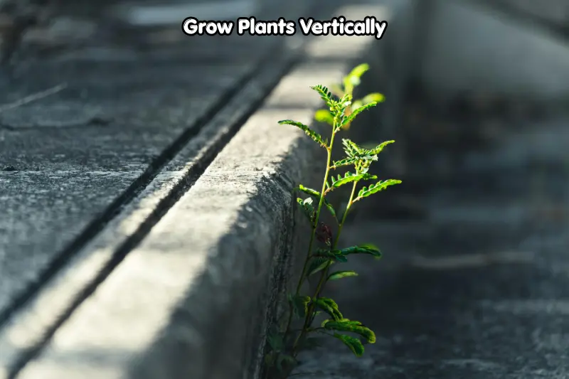 grow plants vertically