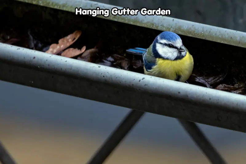 hanging gutter garden