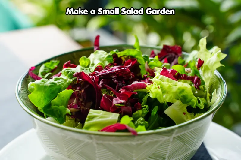 make a small salad garden